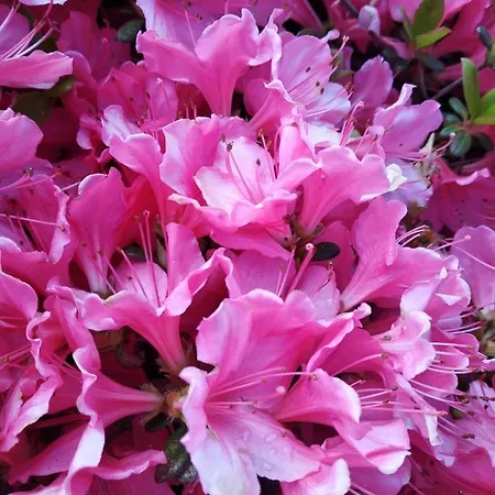 Oasi Fiorita Frühstückspension *