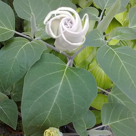 Oasi Fiorita * Trivero